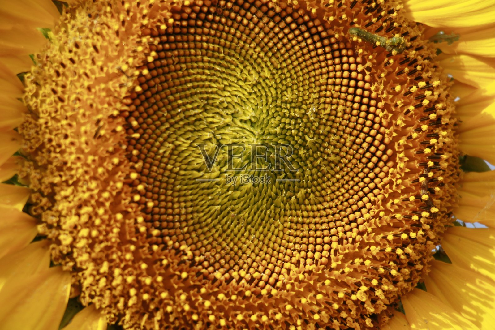 太阳花种照片摄影图片