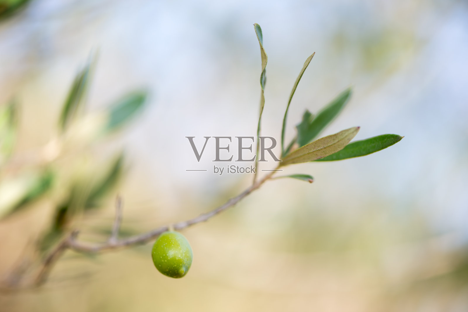 树上的橄榄照片摄影图片