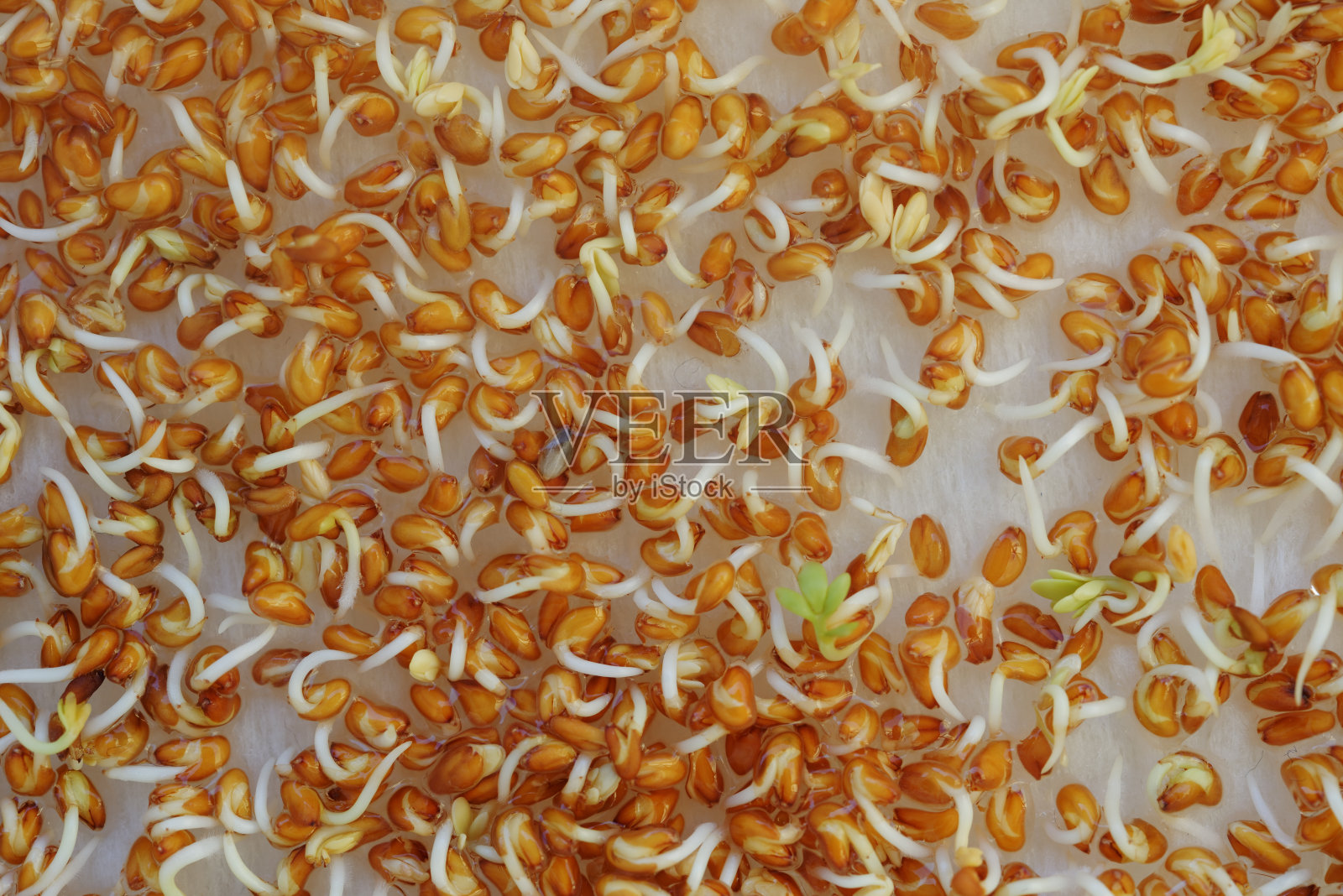 豆瓣菜芽背景照片摄影图片