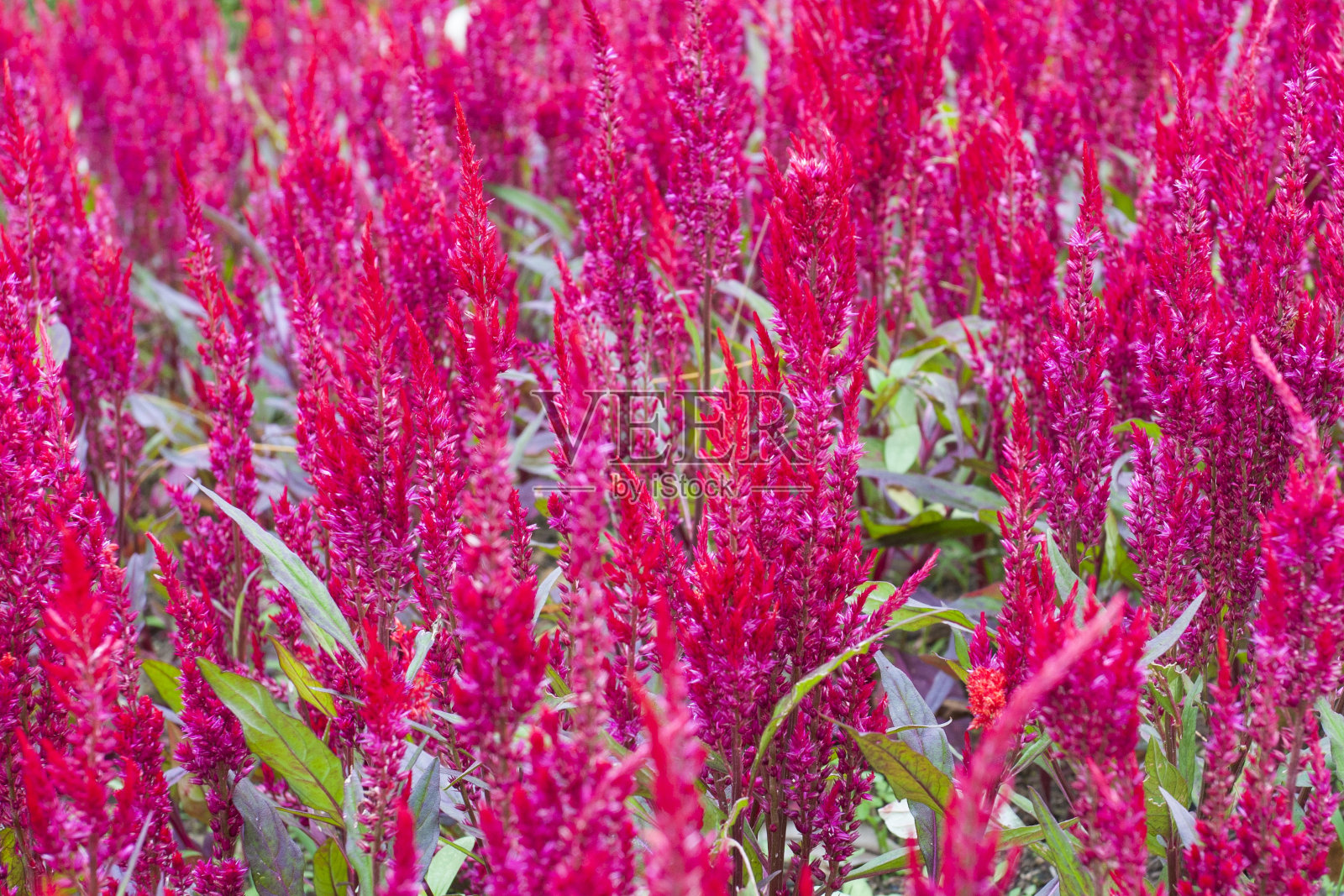 鸡冠花花照片摄影图片