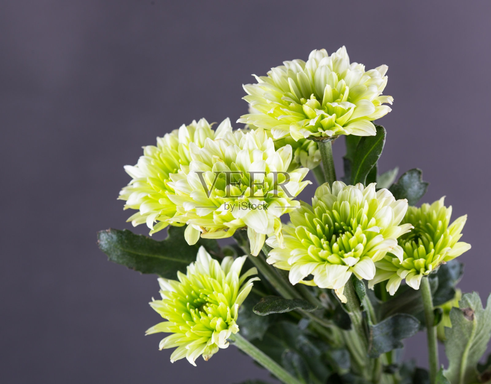 花照片摄影图片