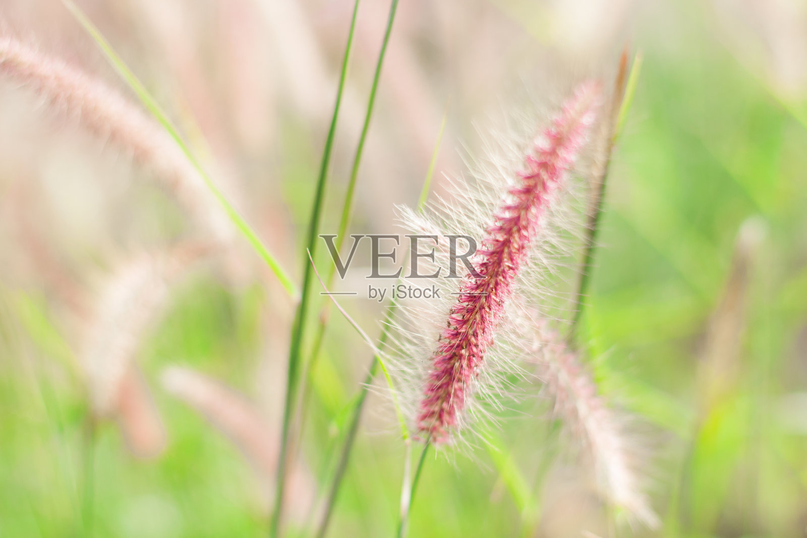 草地上的花照片摄影图片