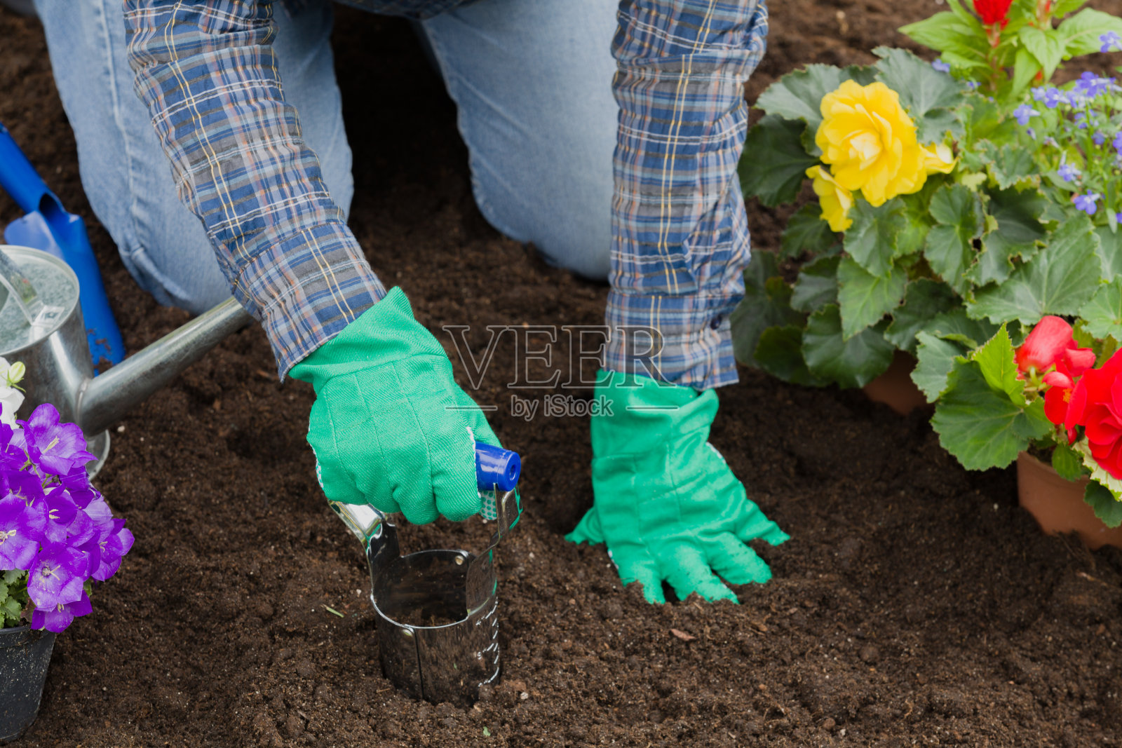 在花园里种植花卉照片摄影图片