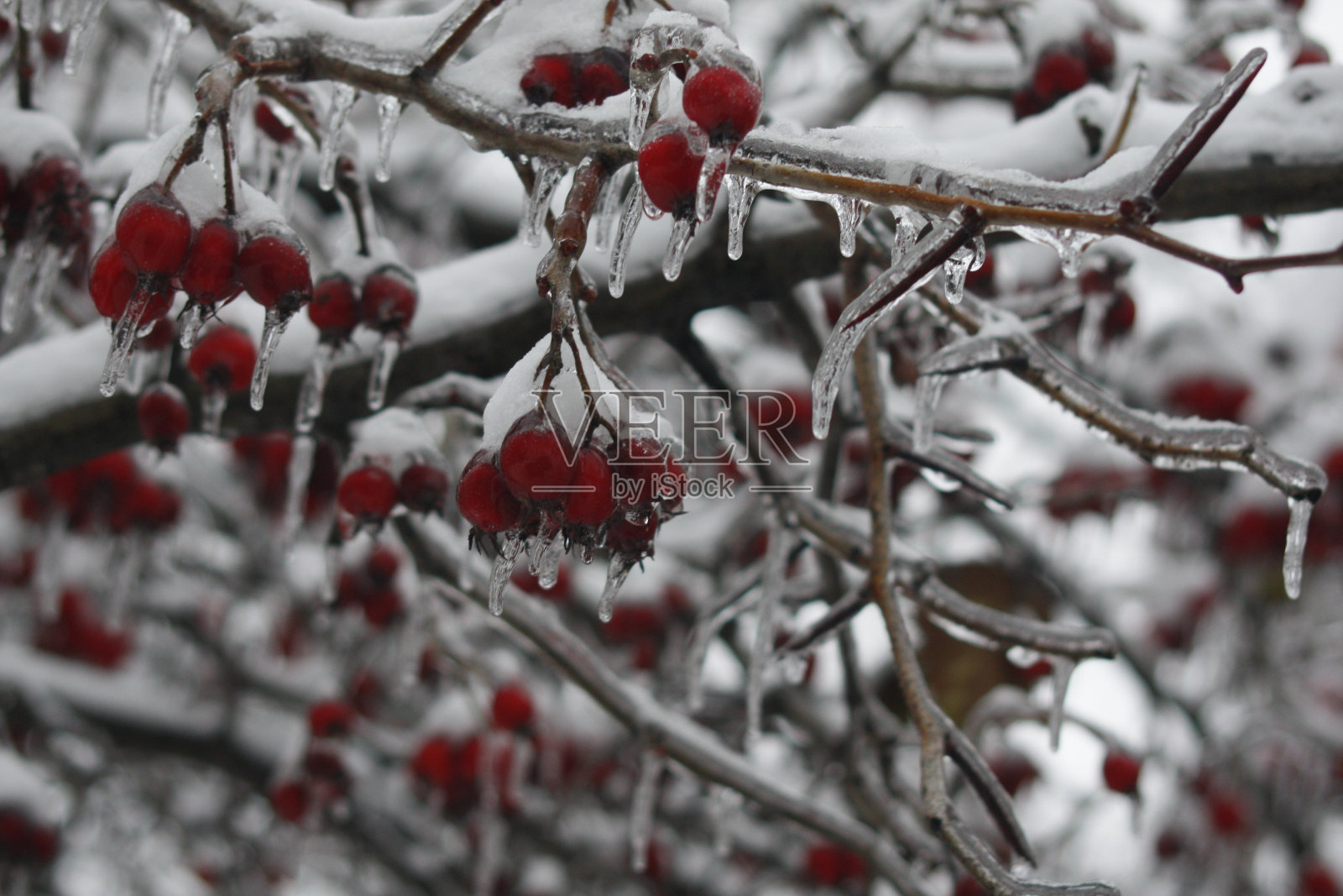 冬天的浆果照片摄影图片