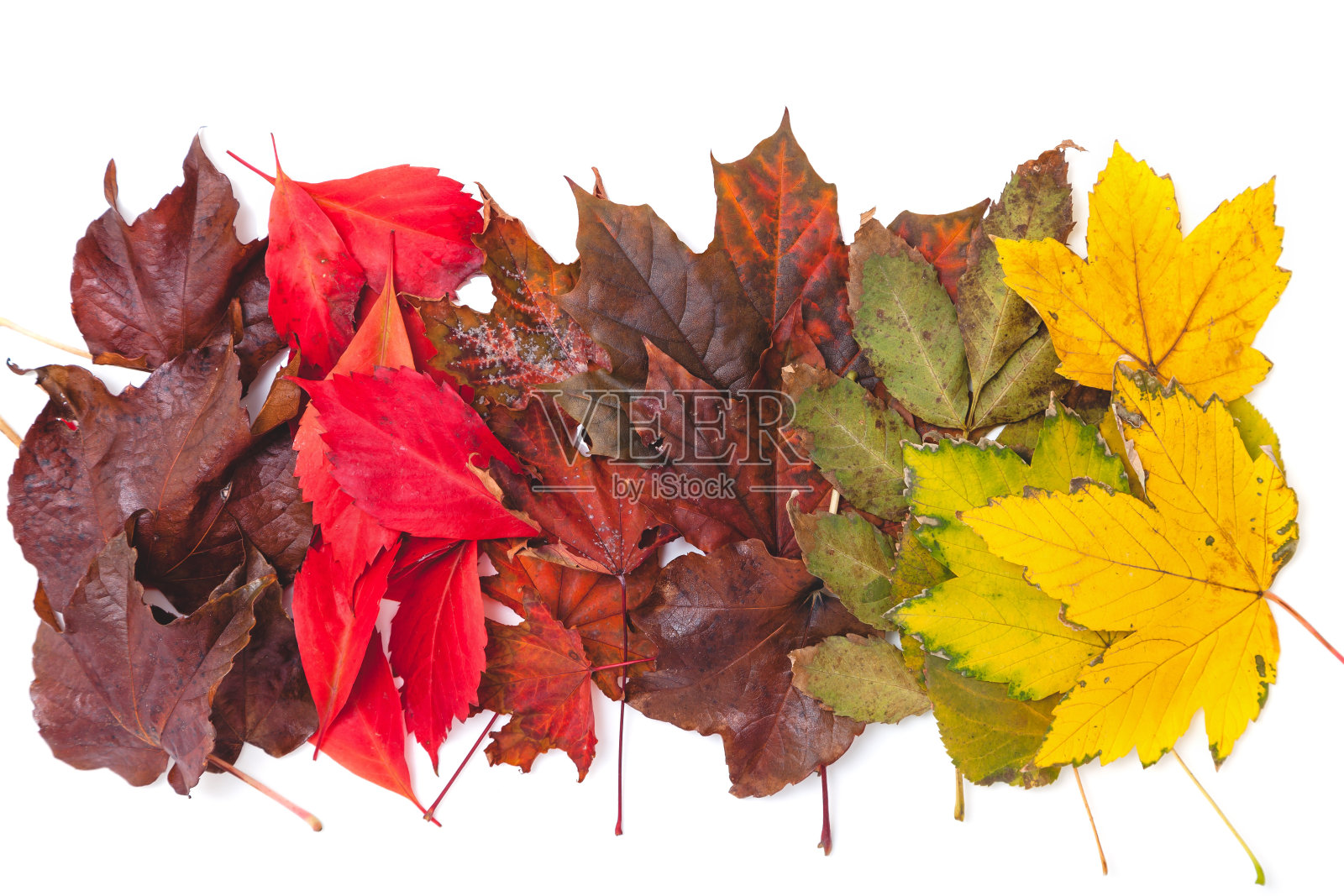 不同颜色的树叶排成一行照片摄影图片