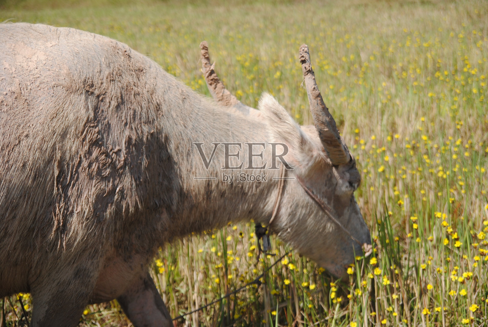 白水牛照片摄影图片