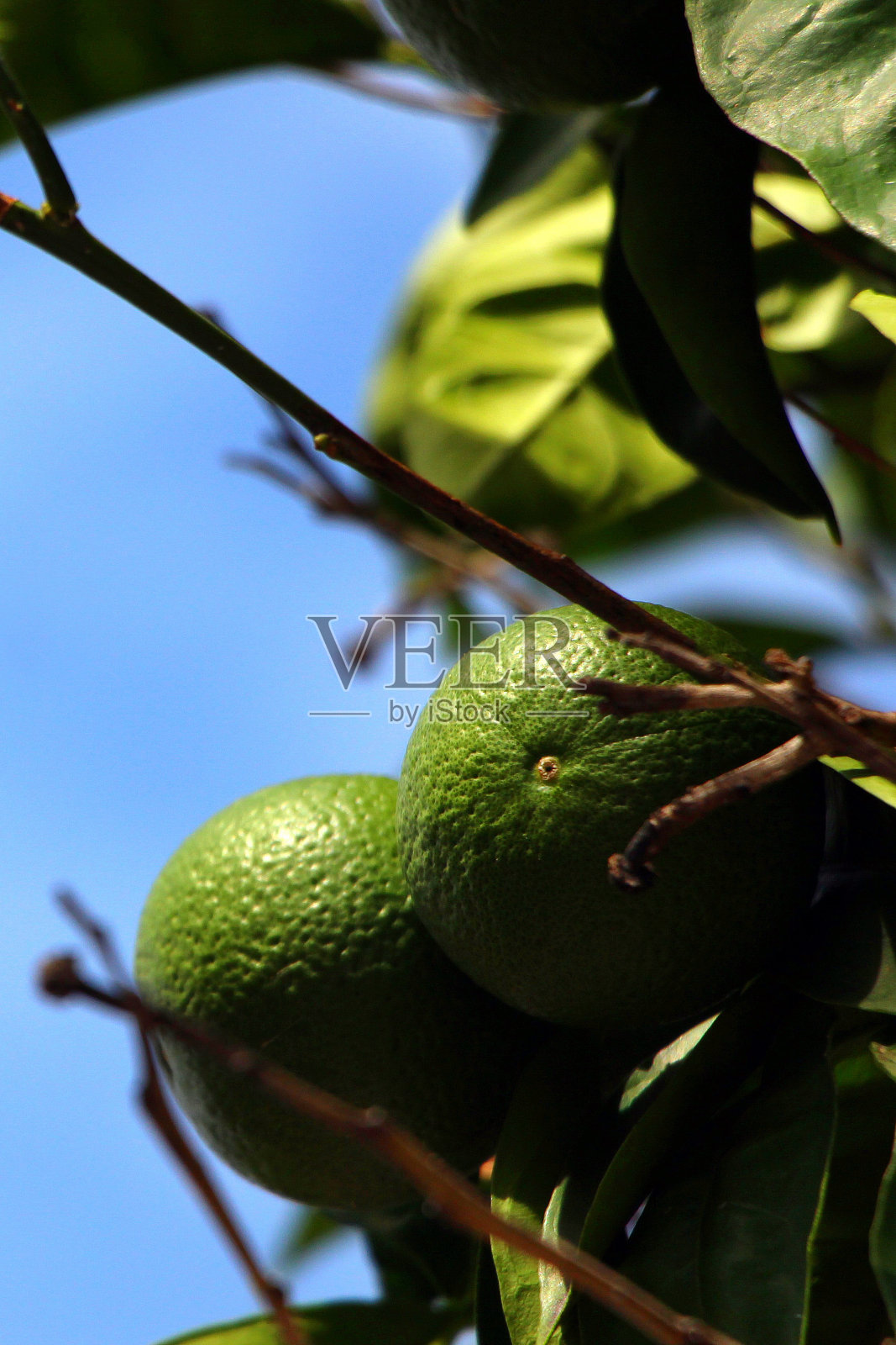 柠檬树照片摄影图片