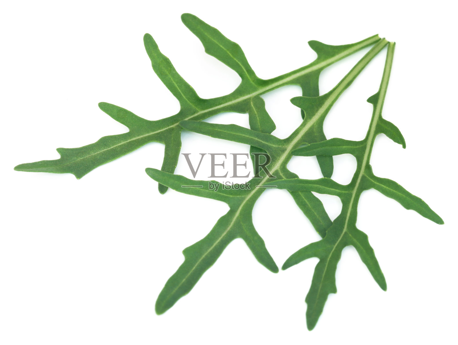 新鲜的芝麻或伞叶照片摄影图片