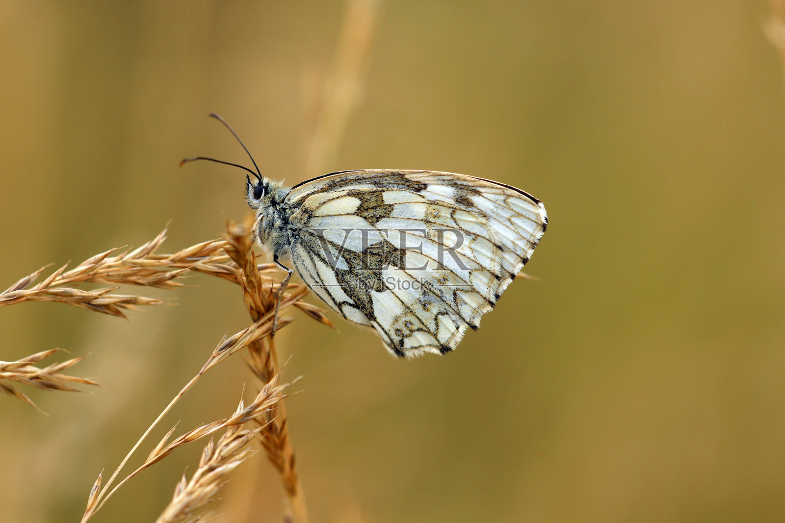 沙赫布雷特照片摄影图片