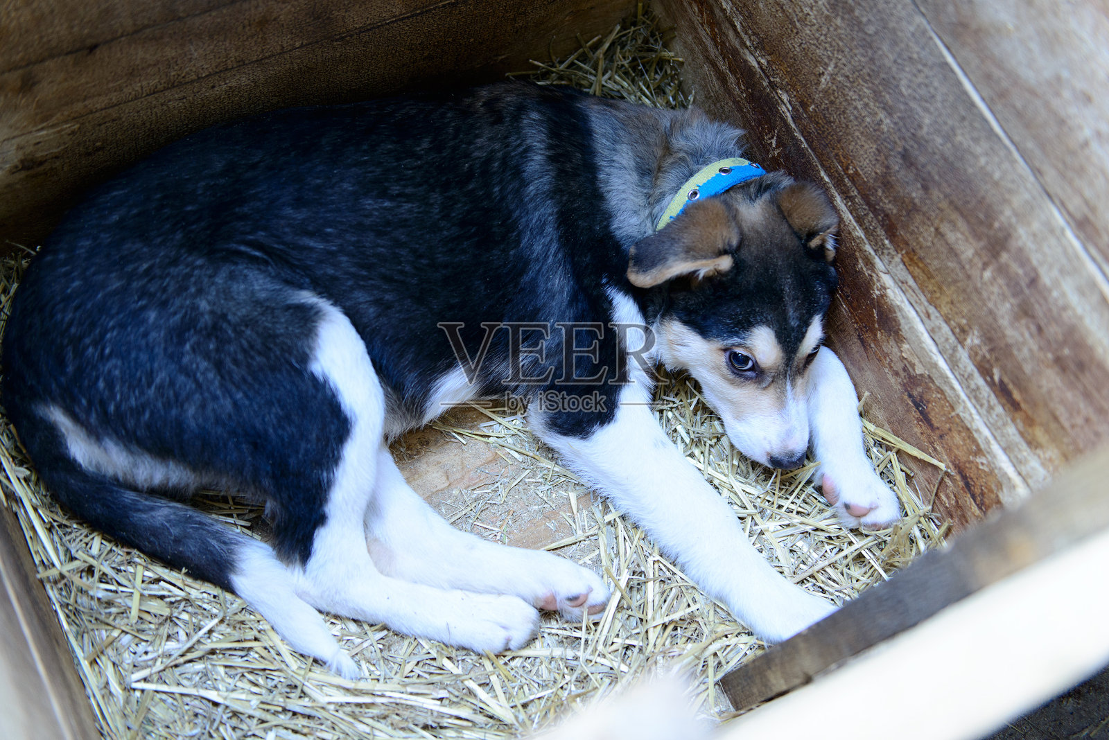 无家可归的小狗在狗窝里照片摄影图片