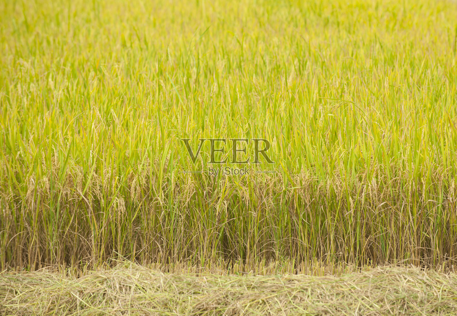 稻田照片摄影图片