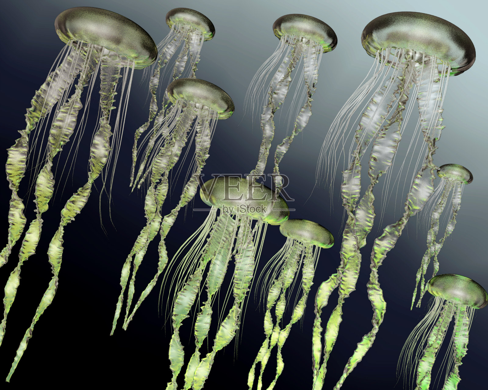 水母照片摄影图片