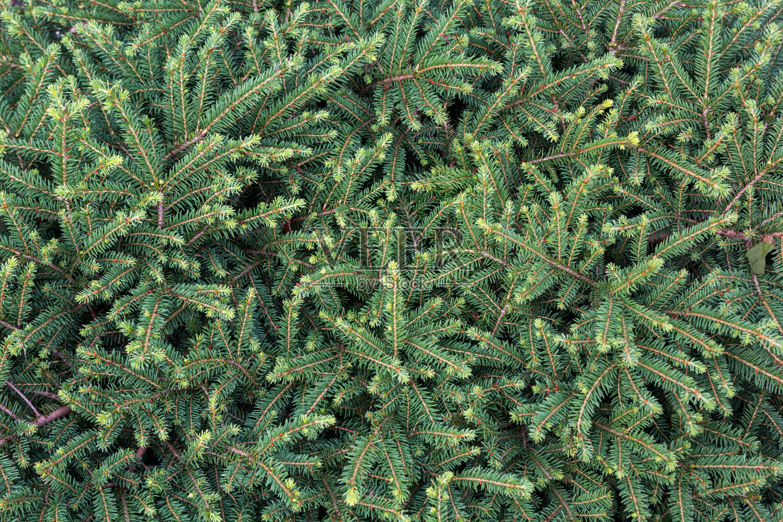 密集的杉木枝丛特写照片摄影图片