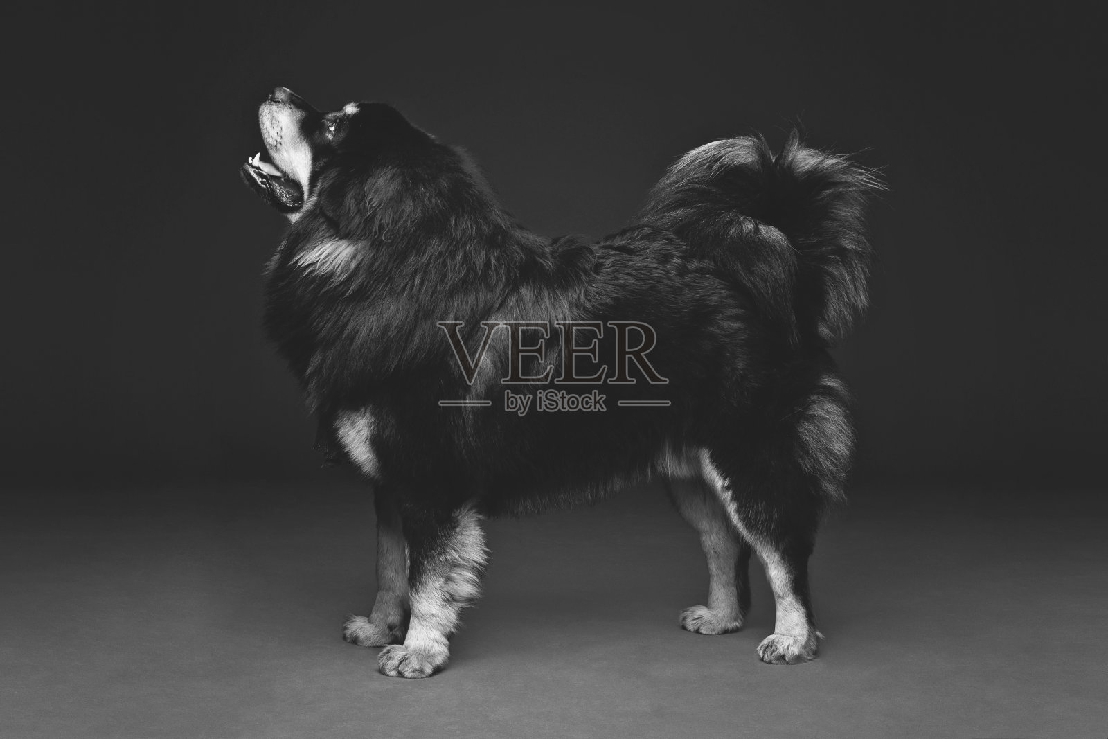 漂亮的大藏獒狗照片摄影图片