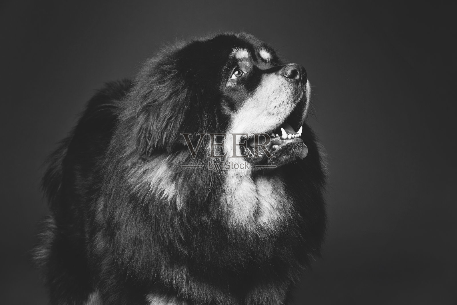 漂亮的大藏獒狗照片摄影图片