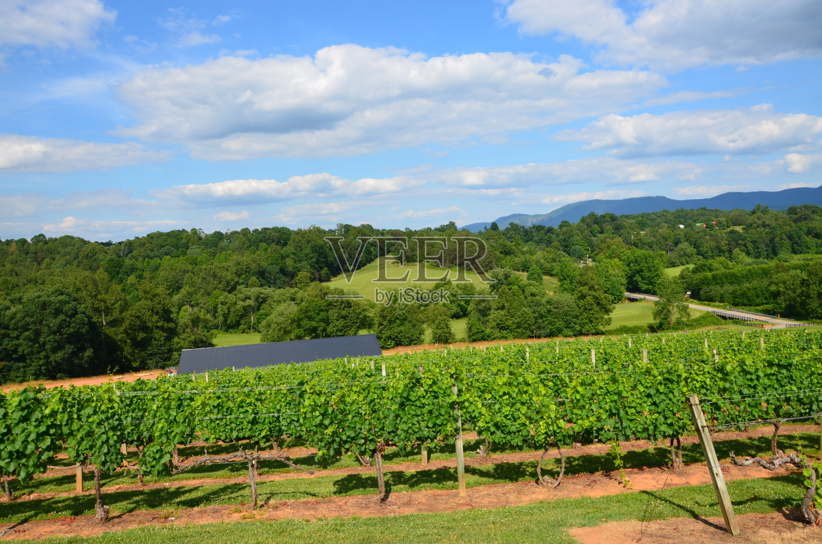 葡萄藤上的葡萄照片摄影图片