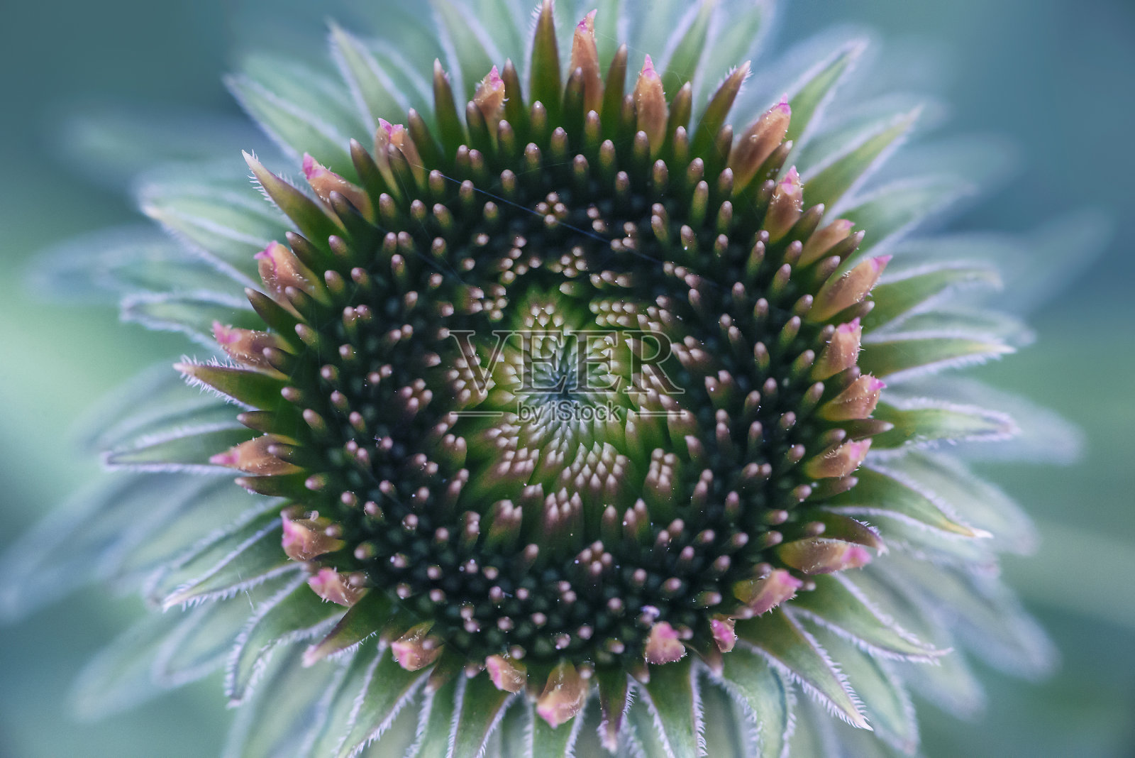 圆锥花花蕾的特写照片摄影图片