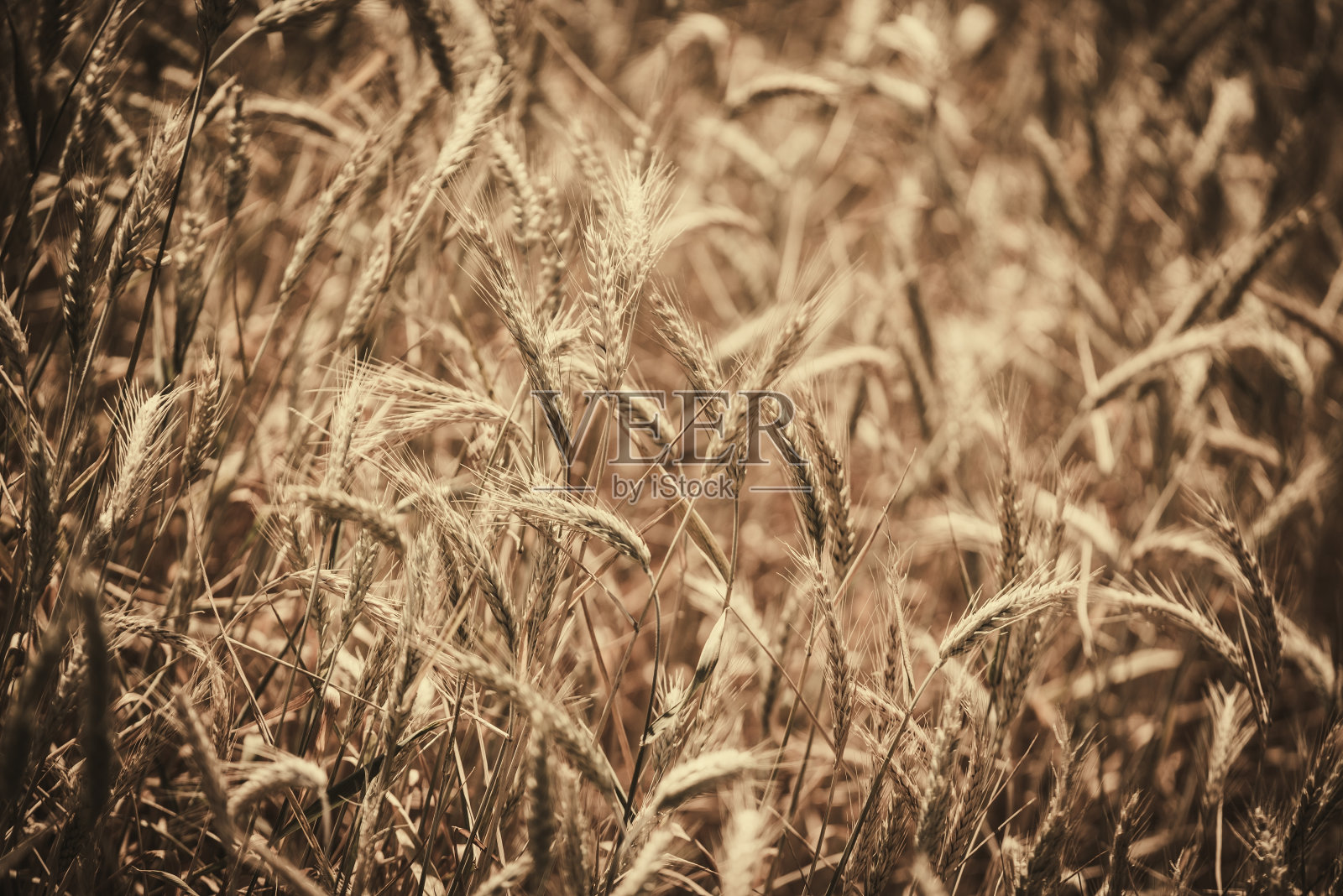 黑麦领域照片摄影图片