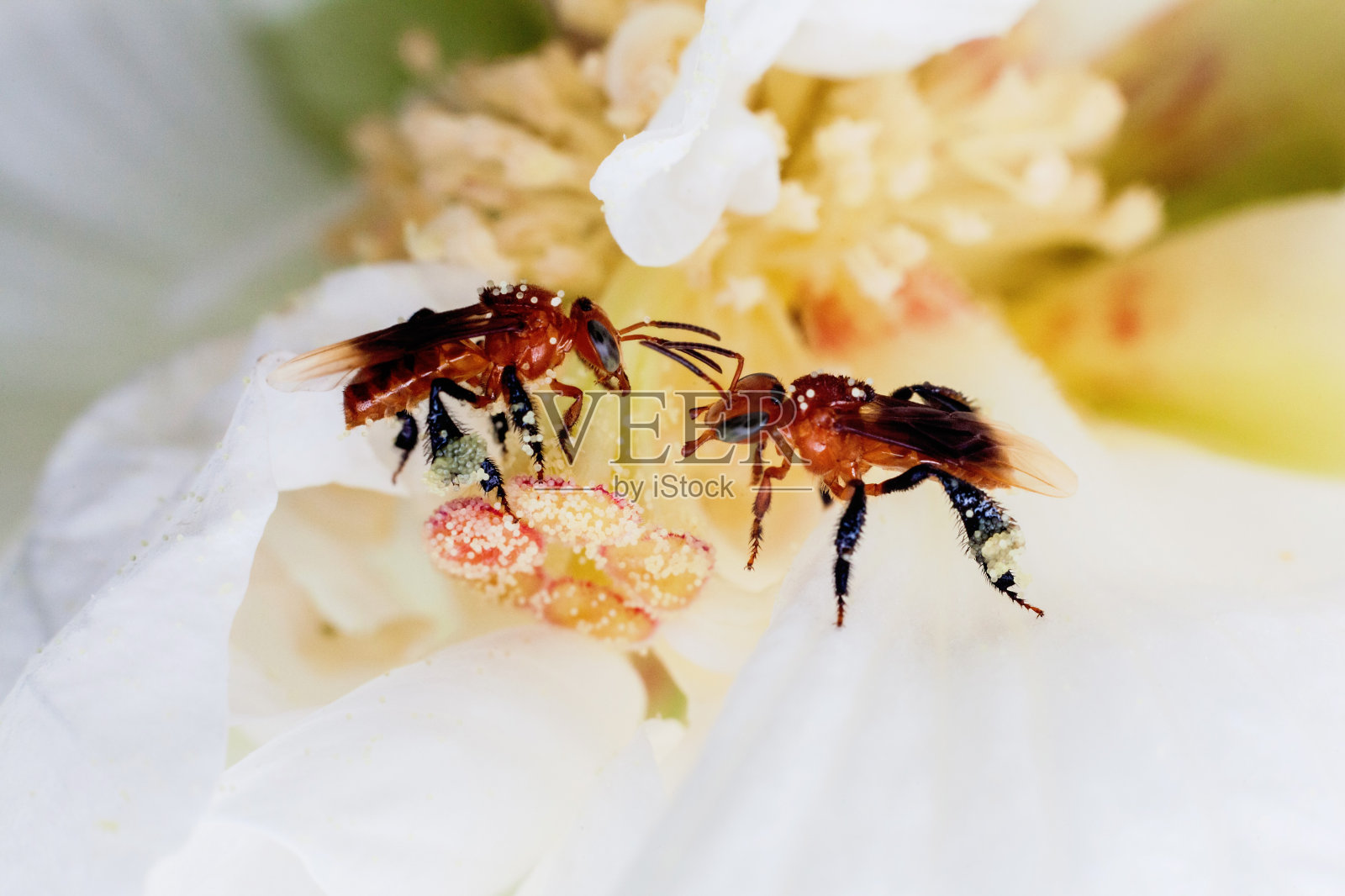 白花和蜜蜂在近处照片摄影图片