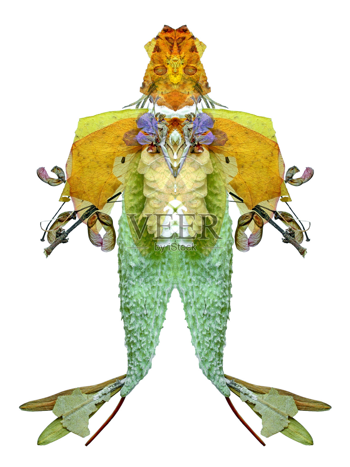 Rana先生照片摄影图片