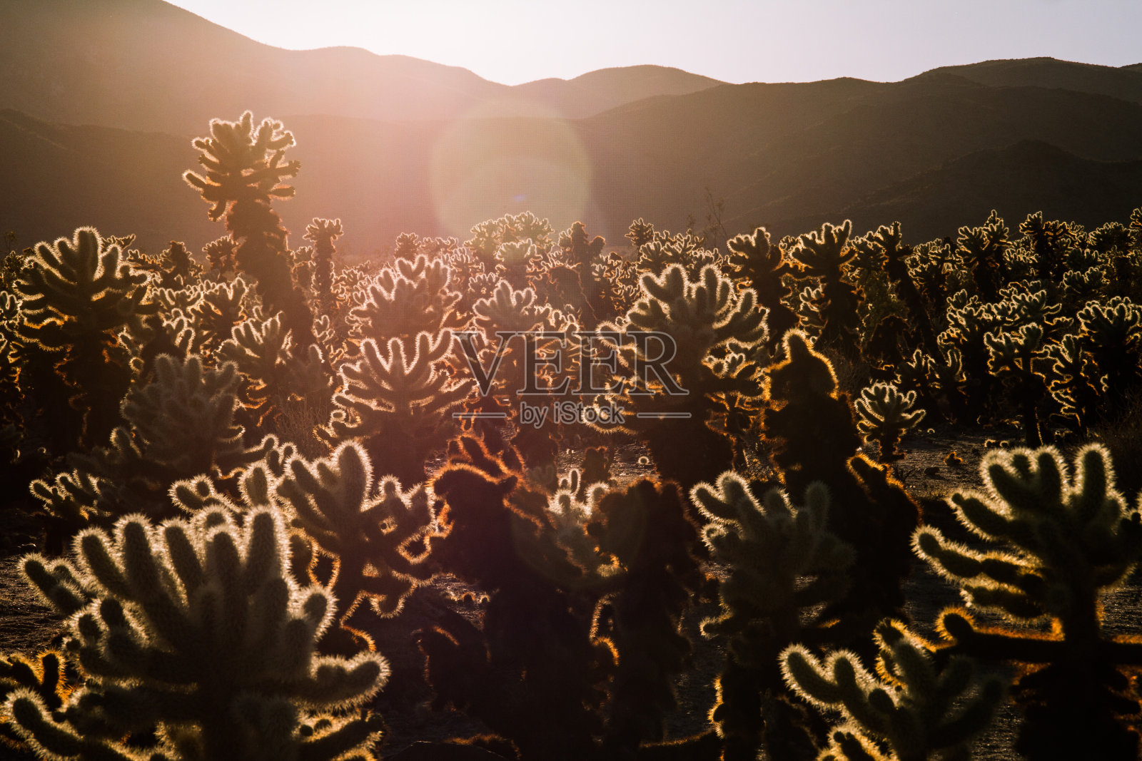 仙人掌花园照片摄影图片