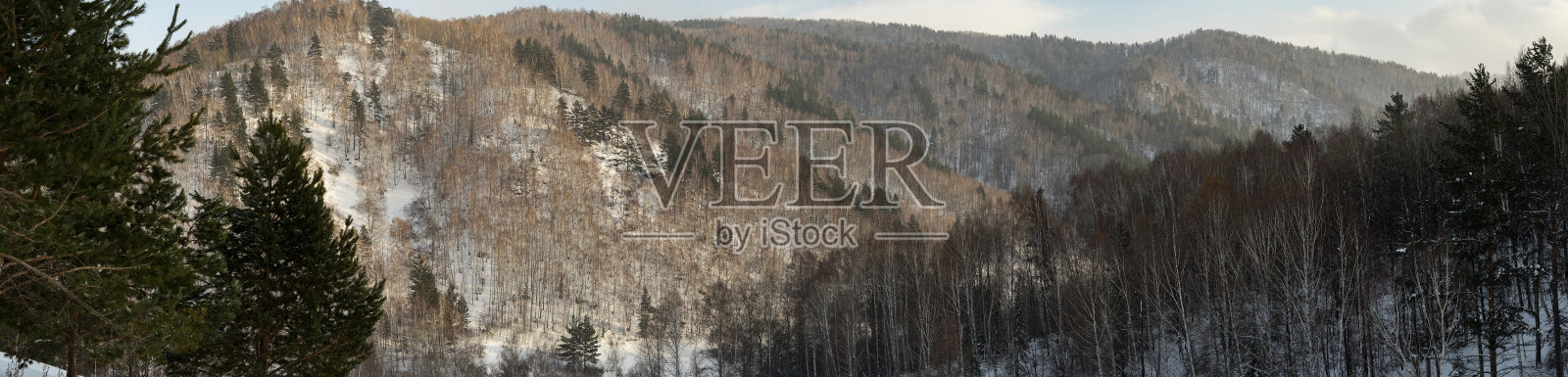 覆盖着森林的山坡。Roerich地方,阿尔泰山照片摄影图片