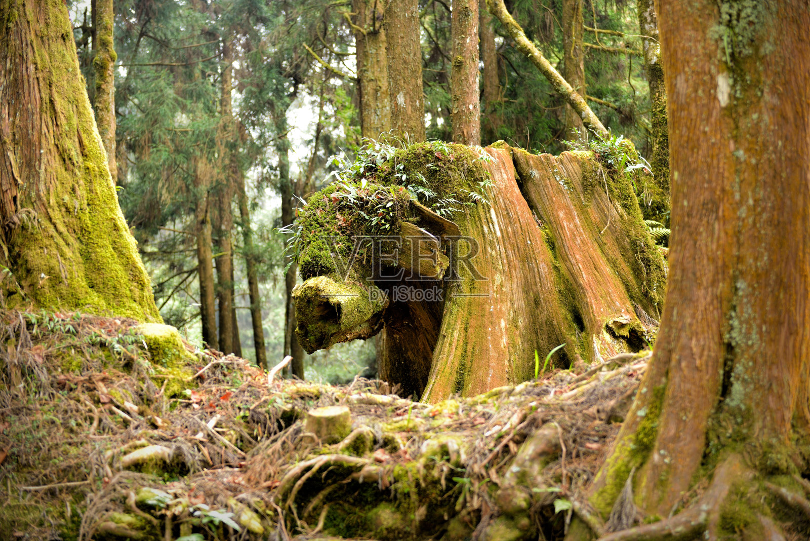 猪形的老树桩照片摄影图片