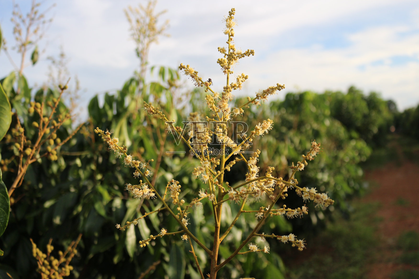 龙眼花照片摄影图片