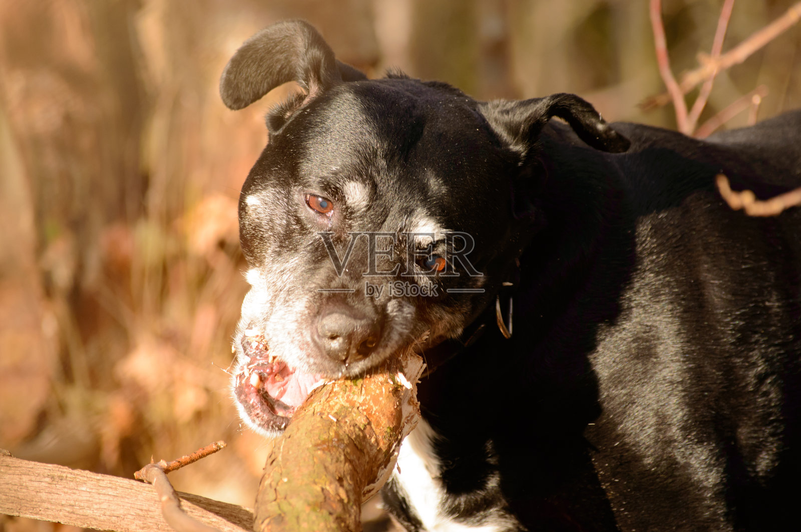 啃木头的美国斯塔福德郡梗照片摄影图片