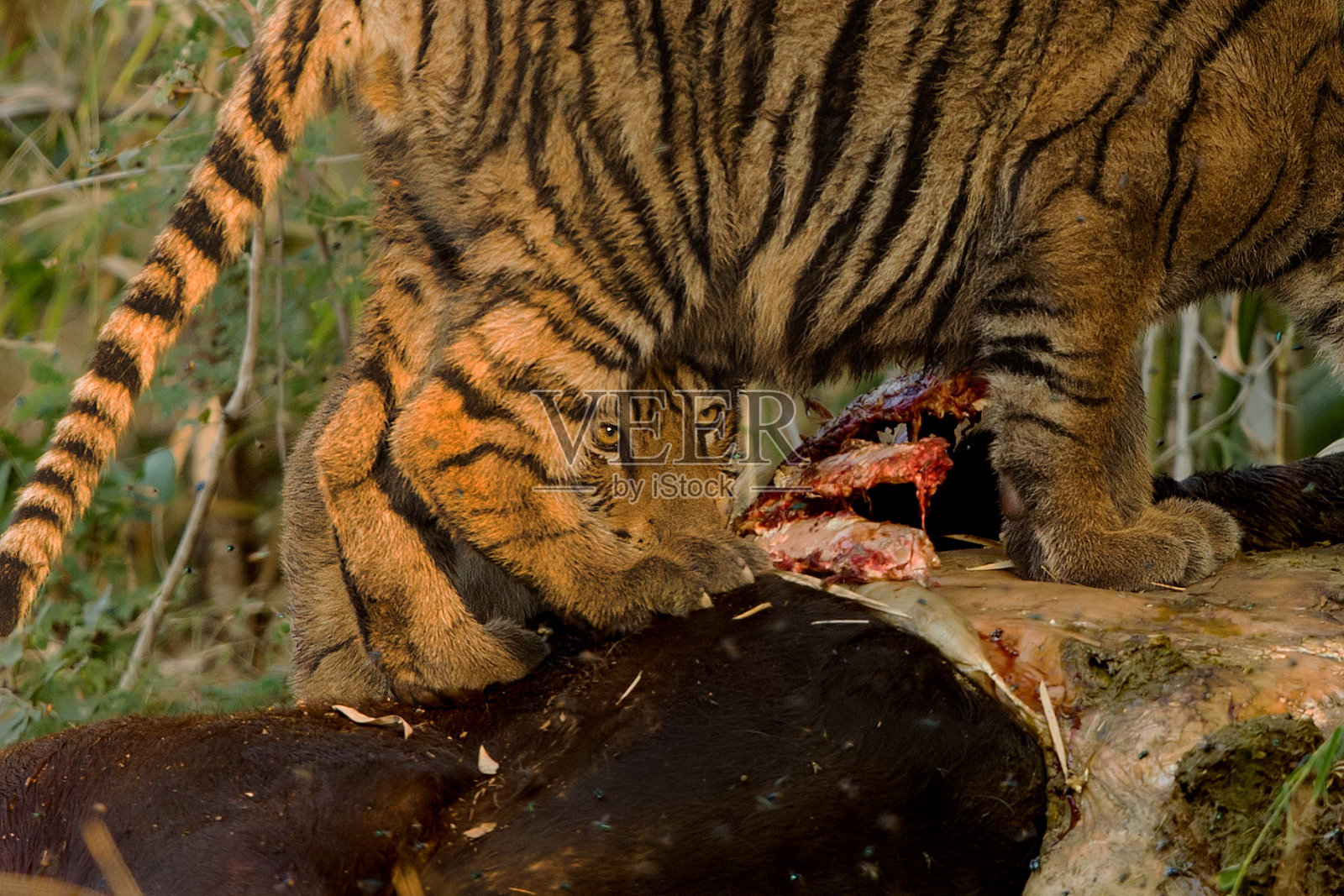 幼虎捕食猎物照片摄影图片