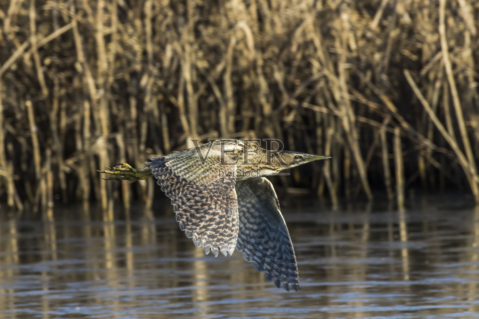 麻鳽(Botaurs stellaris)照片摄影图片