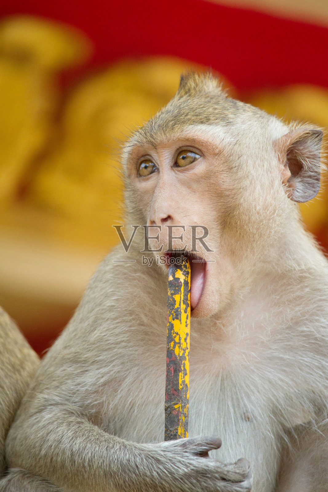 可爱的猴子照片摄影图片