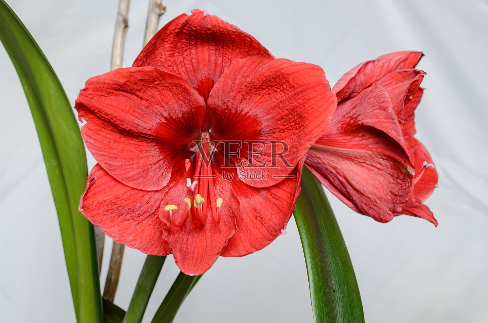 孤挺花(Hippeastrum)照片摄影图片