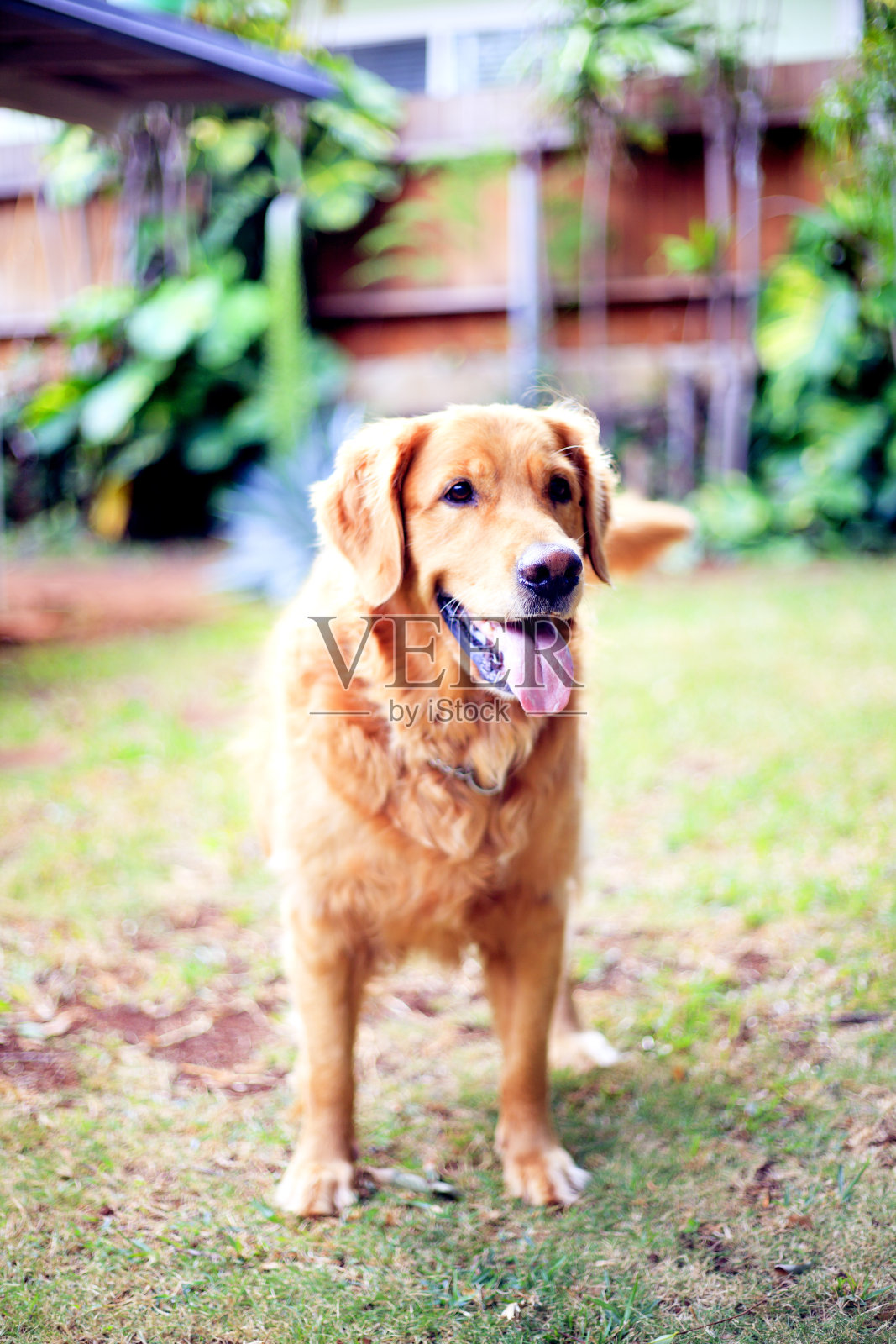 金毛猎犬照片摄影图片