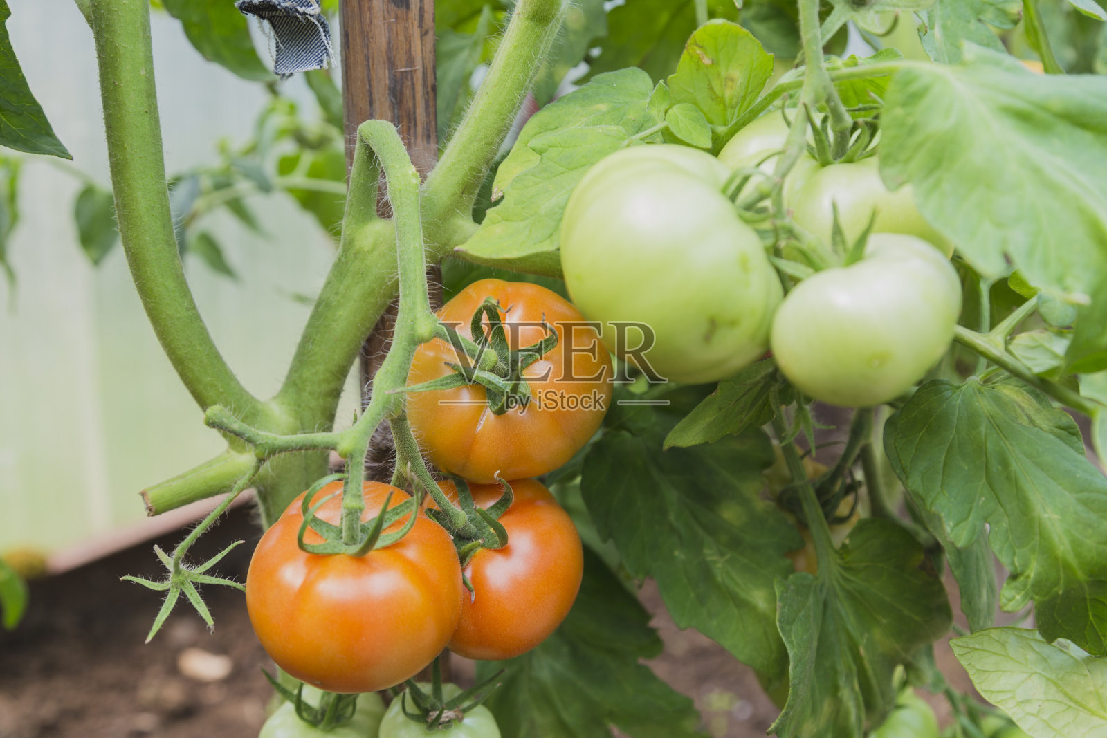 灌木上红色和绿色的西红柿照片摄影图片