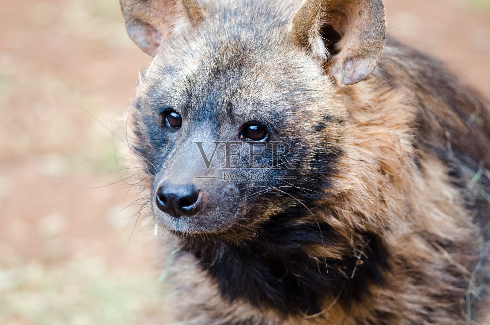 斑点鬣狗的肖像照片摄影图片
