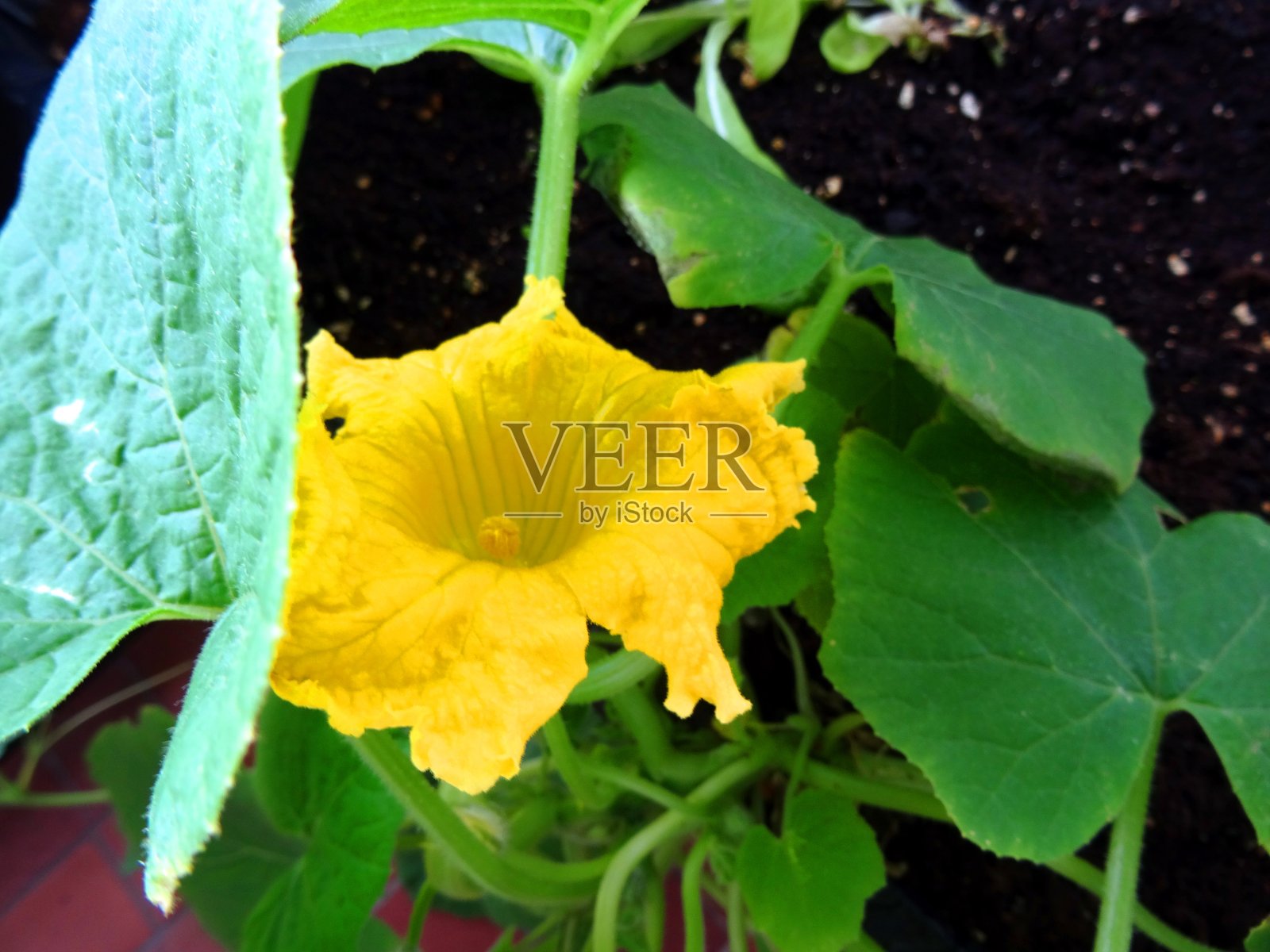 南瓜黄花照片摄影图片