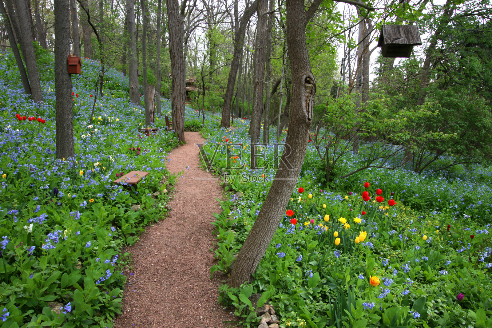 自然景观花园照片摄影图片
