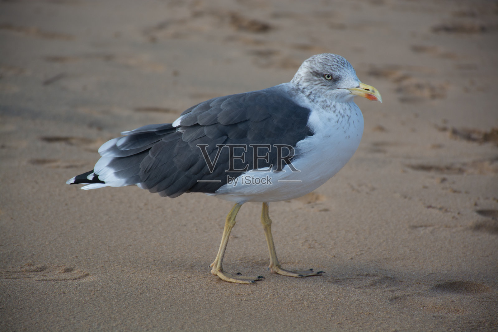 海鸥在黄色的沙滩上靠近照片摄影图片