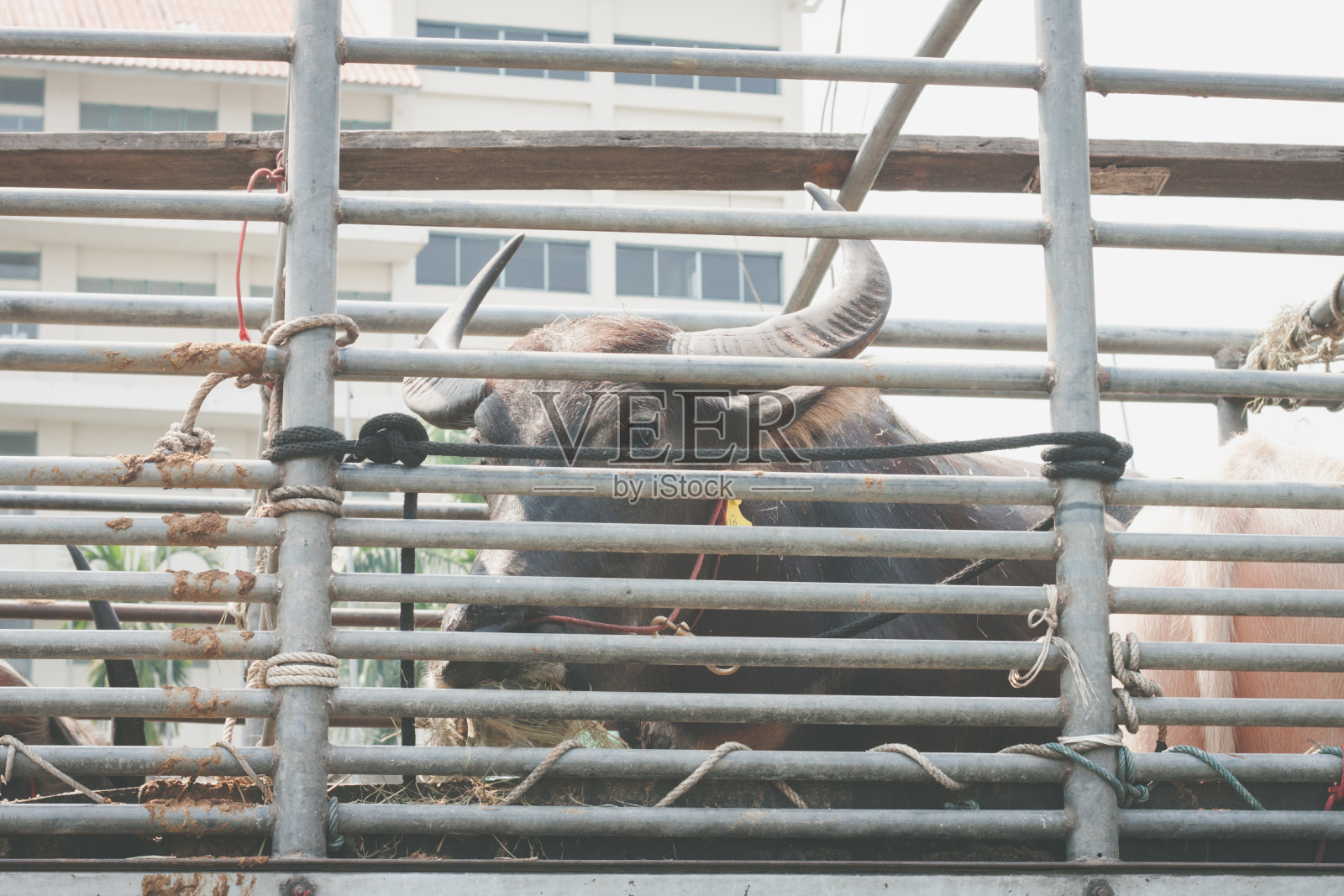 泰国水牛被扣留在卡车上照片摄影图片