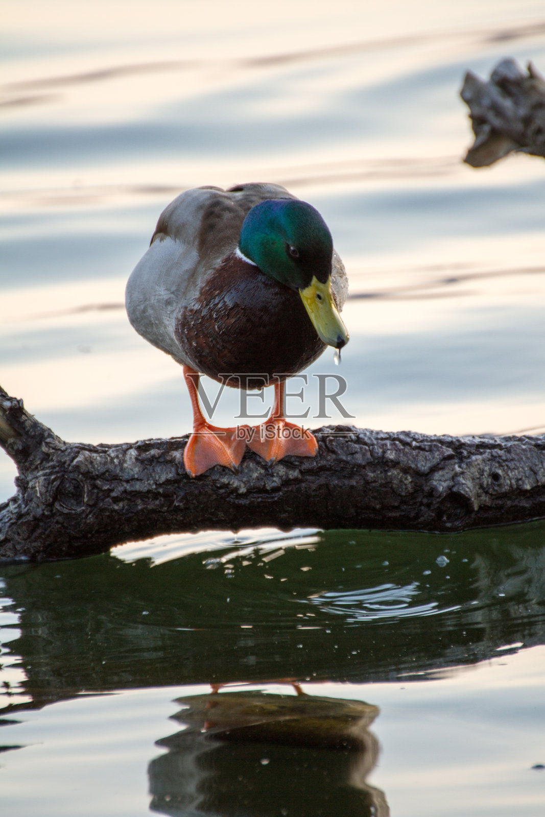 树枝上的鸭子照片摄影图片