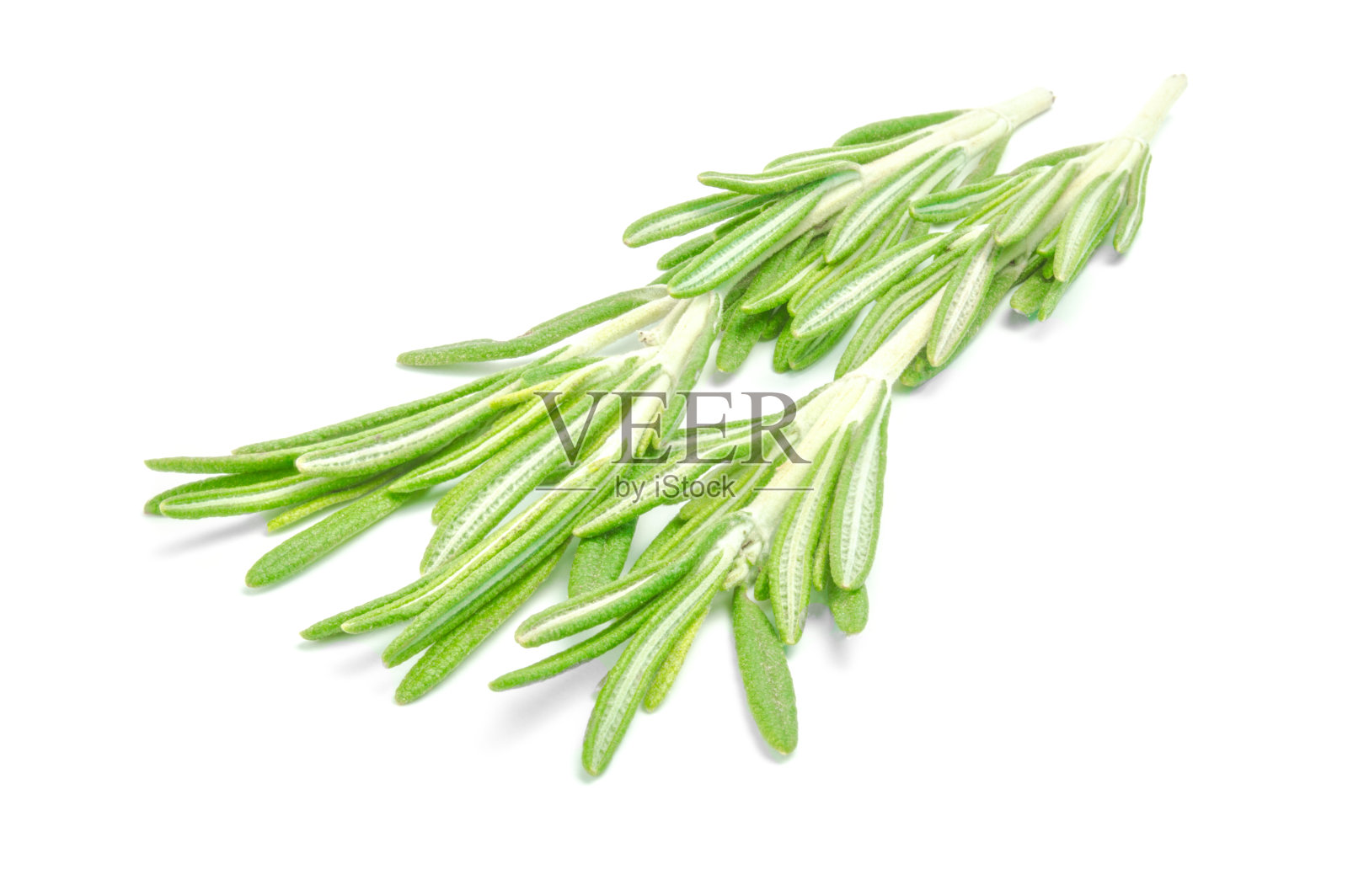 新鲜迷迭香,白色背景照片摄影图片