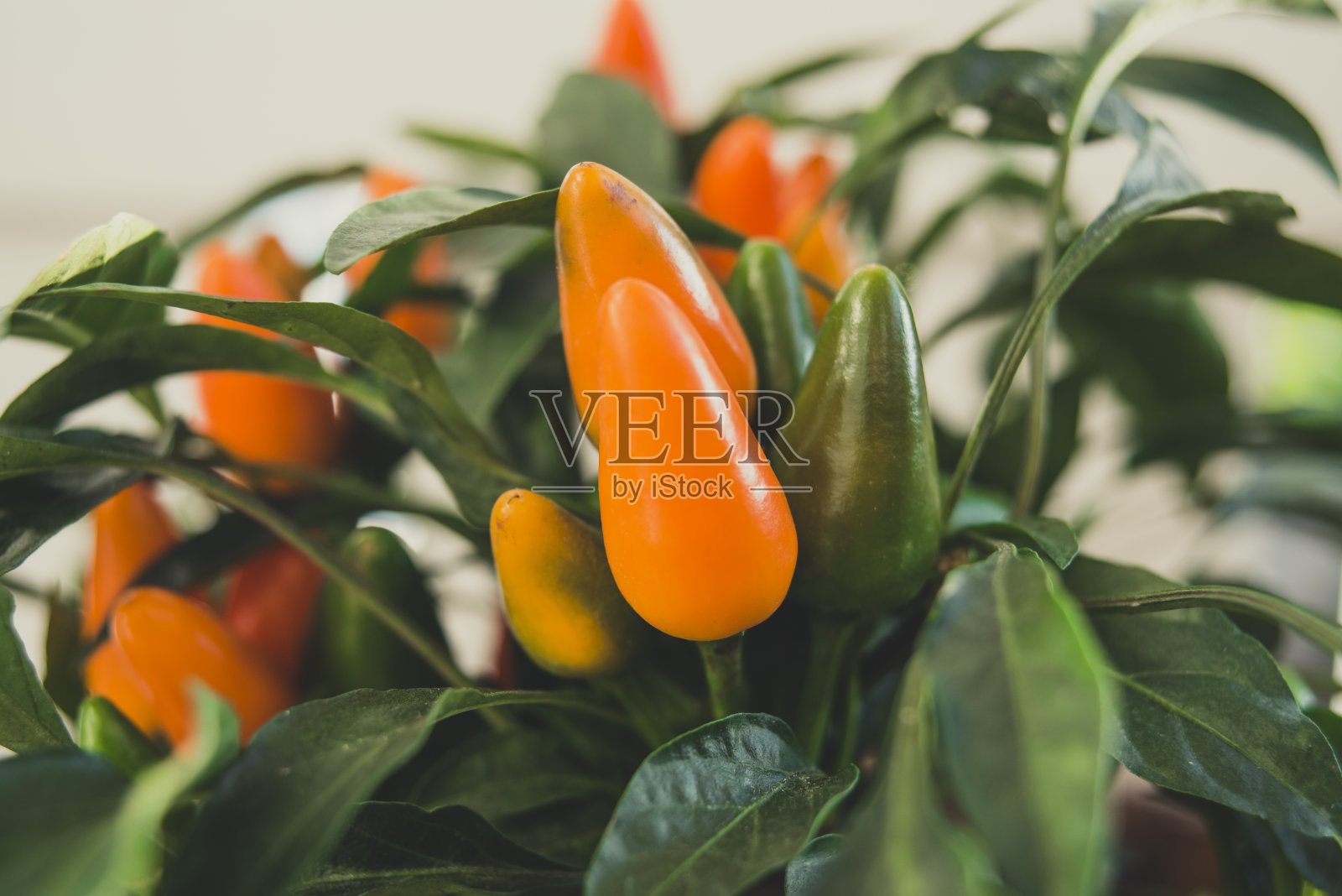 辣椒照片摄影图片