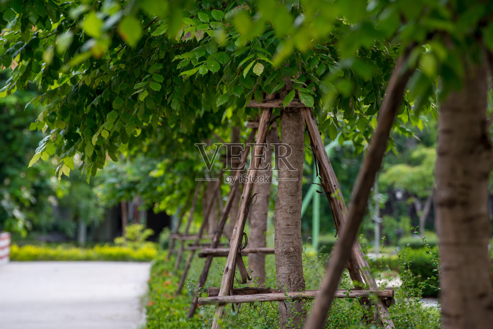 公园里一排排的树照片摄影图片