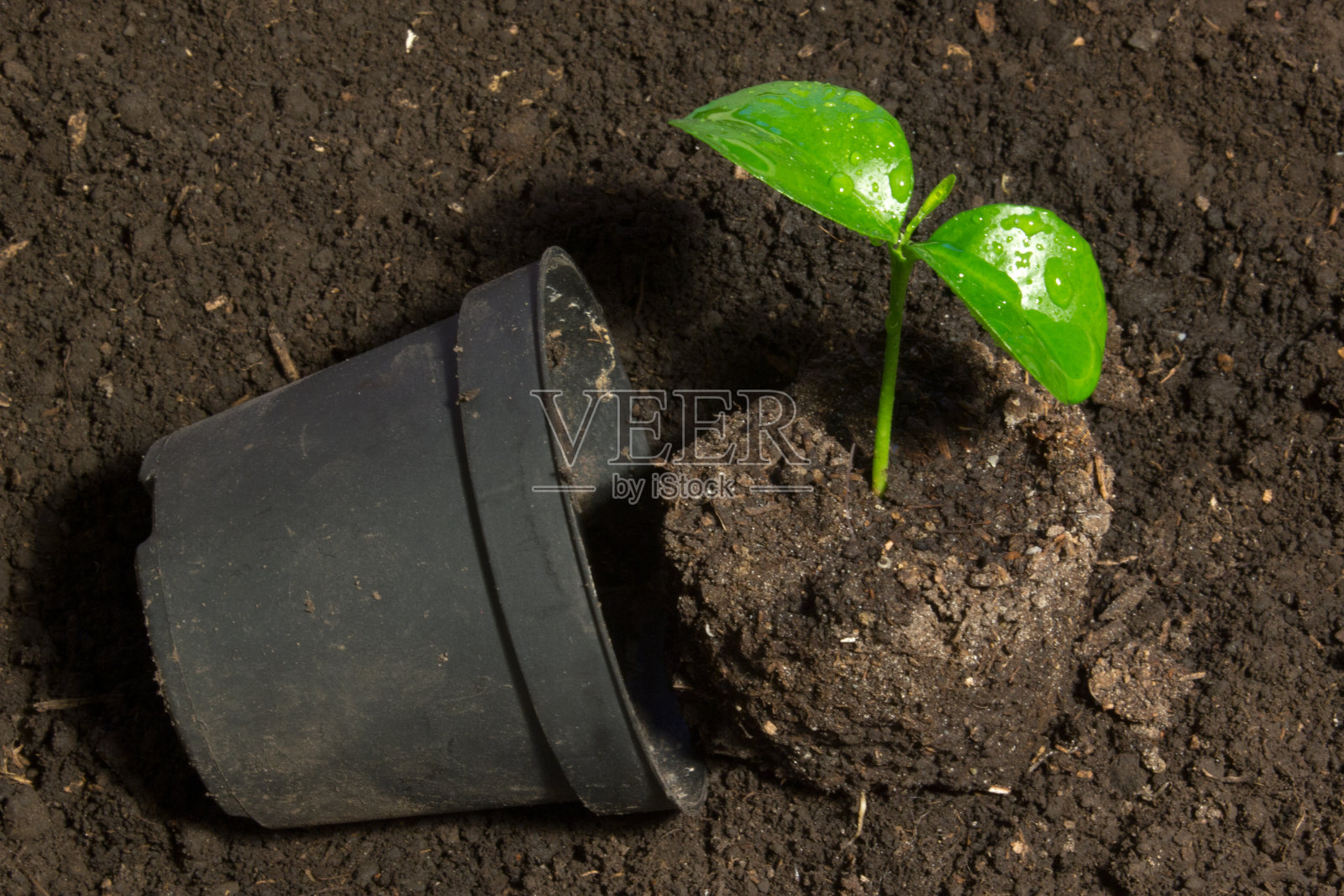 幼苗和盆栽到土壤中照片摄影图片