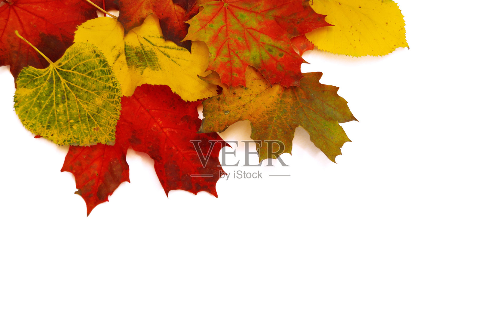 秋天的落叶照片摄影图片