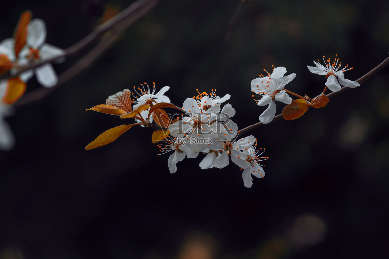 樱花盛开的枝孤立在黑色的背景照片照片摄影图片