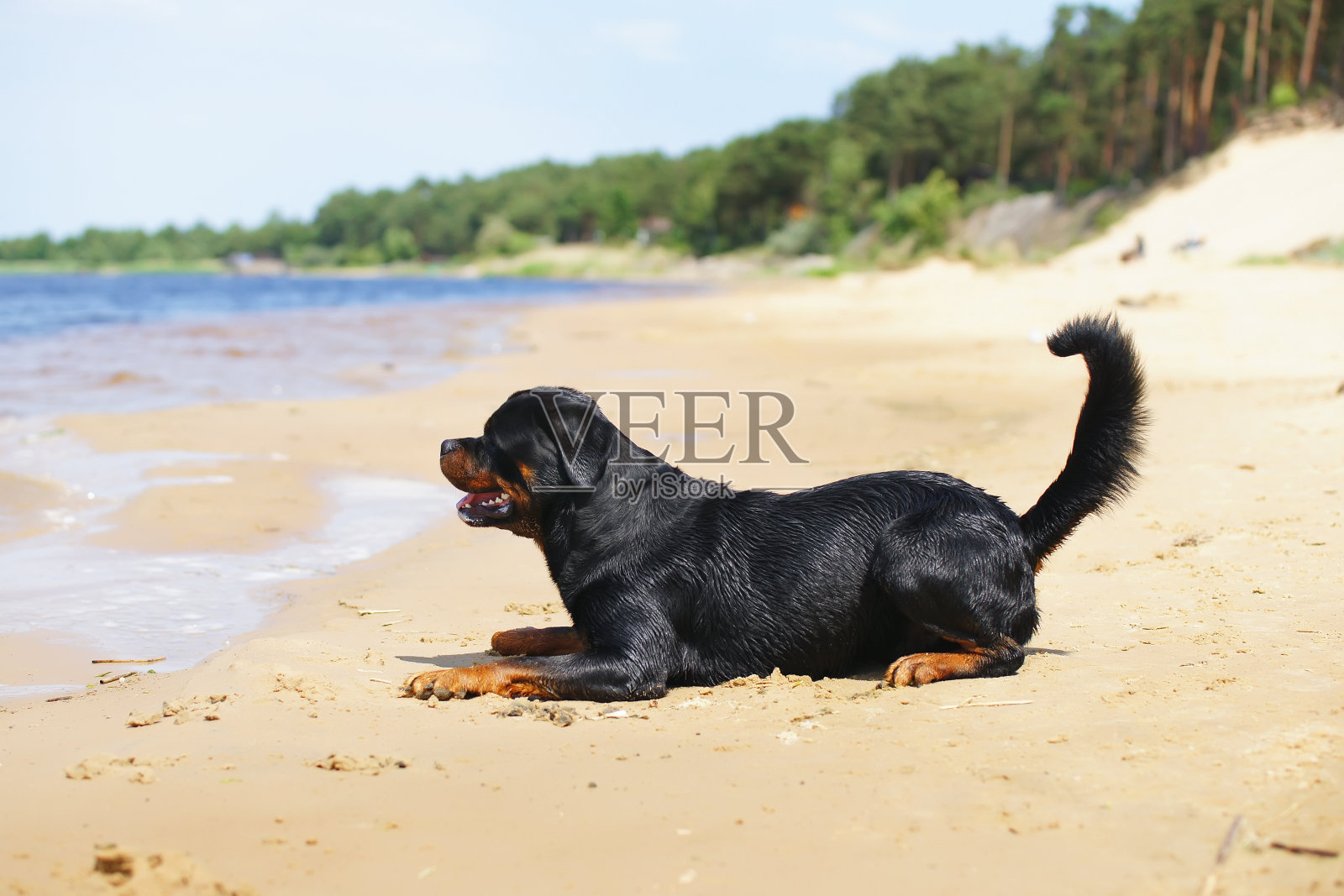 在阳光明媚的夏天,罗威纳犬躺在水边照片摄影图片