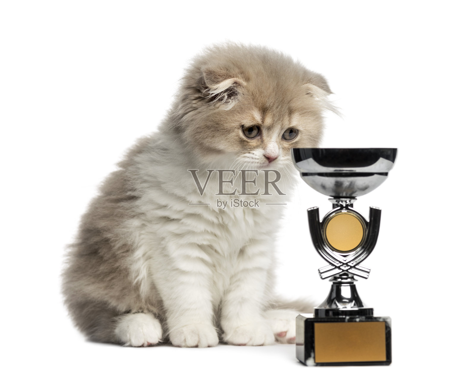 高地折叠小猫与奖杯俯瞰孤立的白色照片摄影图片