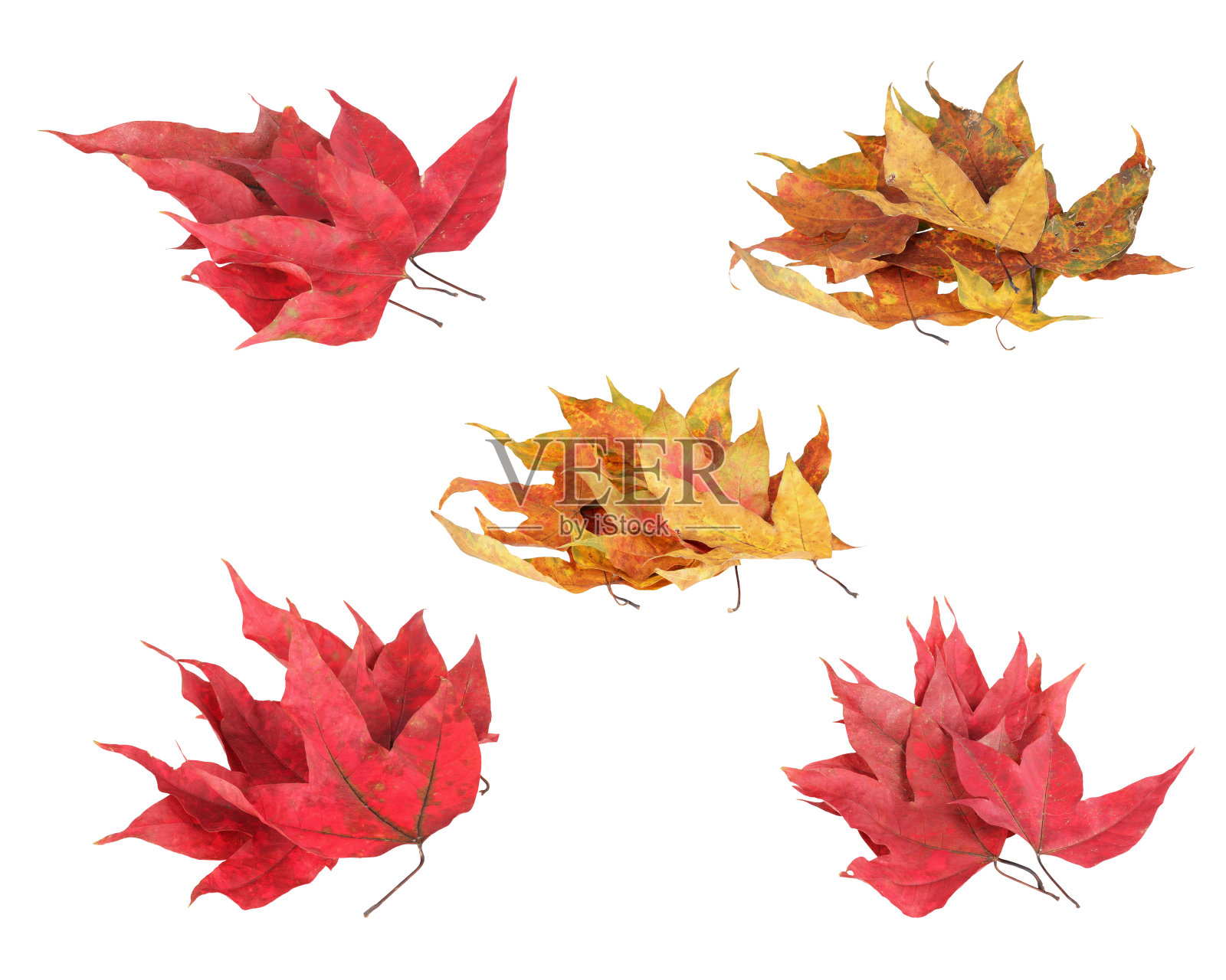 绿色和红色的枫叶照片摄影图片